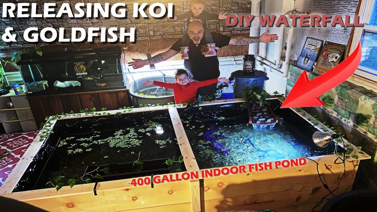 RELEASING FISH INTO INDOOR KOI POND + DIY WATERFALL