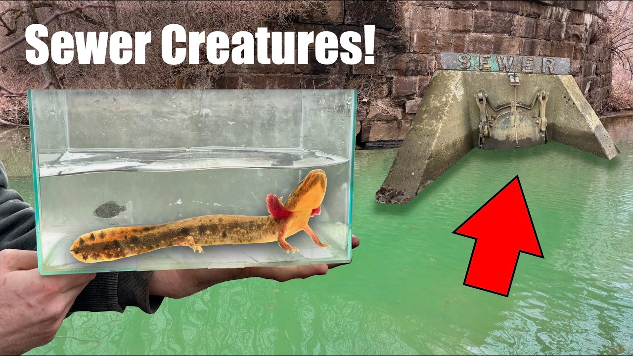 What's Living in This SEWER Outflow? - We Set Traps to Find Out