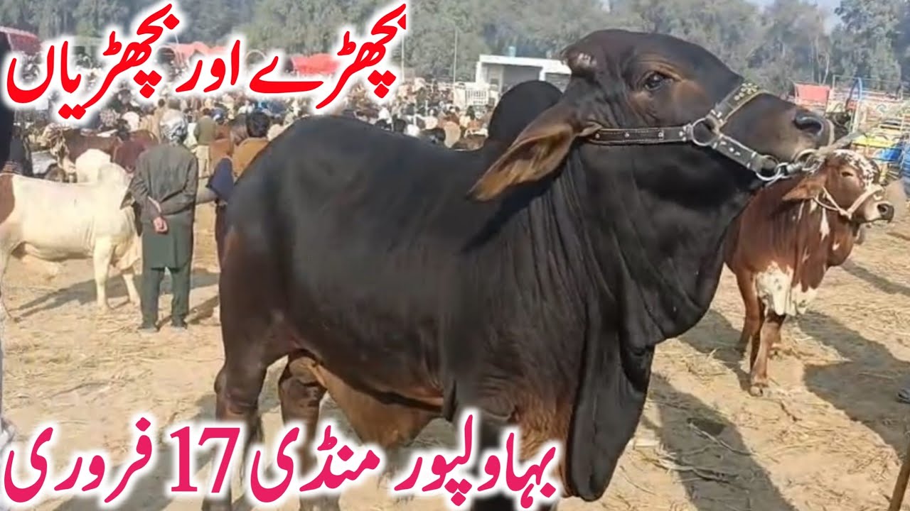 Bahawalpur Cow Mandi | Cholistani Sahiwal & Brahman Bachre Bachrian | Best Qurbani Cattle 2026