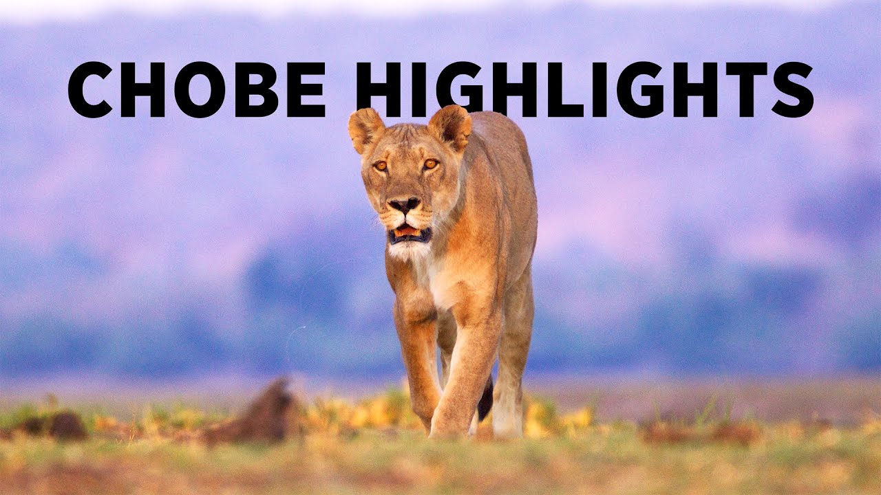 Wildlife Highlights - Chobe National Park, Botswana. October 2024