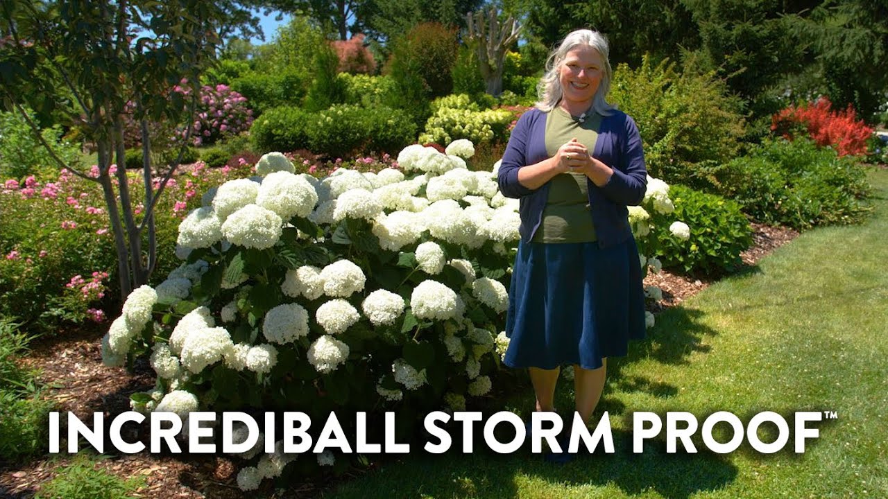 Why Incrediball Storm Proof is the Ultimate Hydrangea for Any Weather 🌩🌦🌞