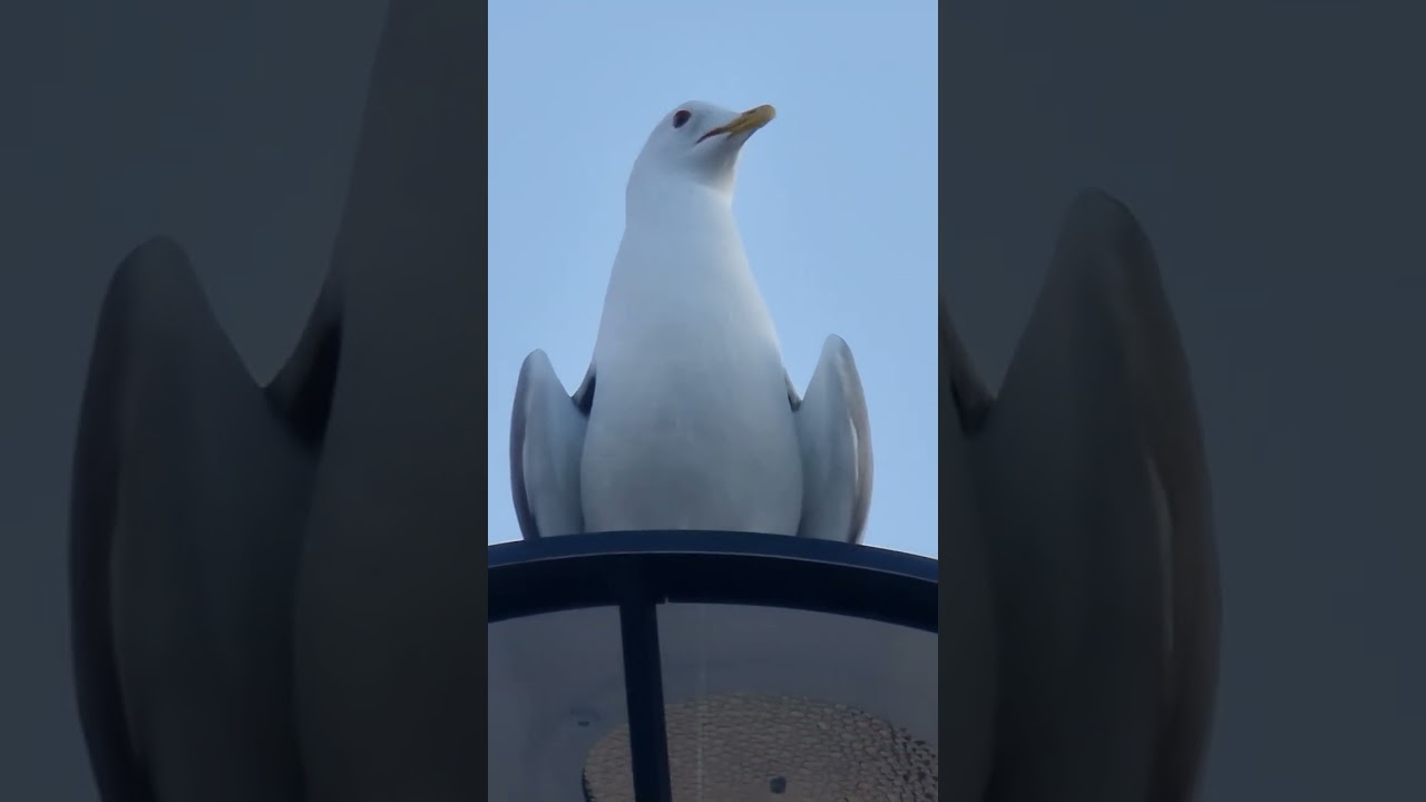 Seagull Singing Loud!!!!