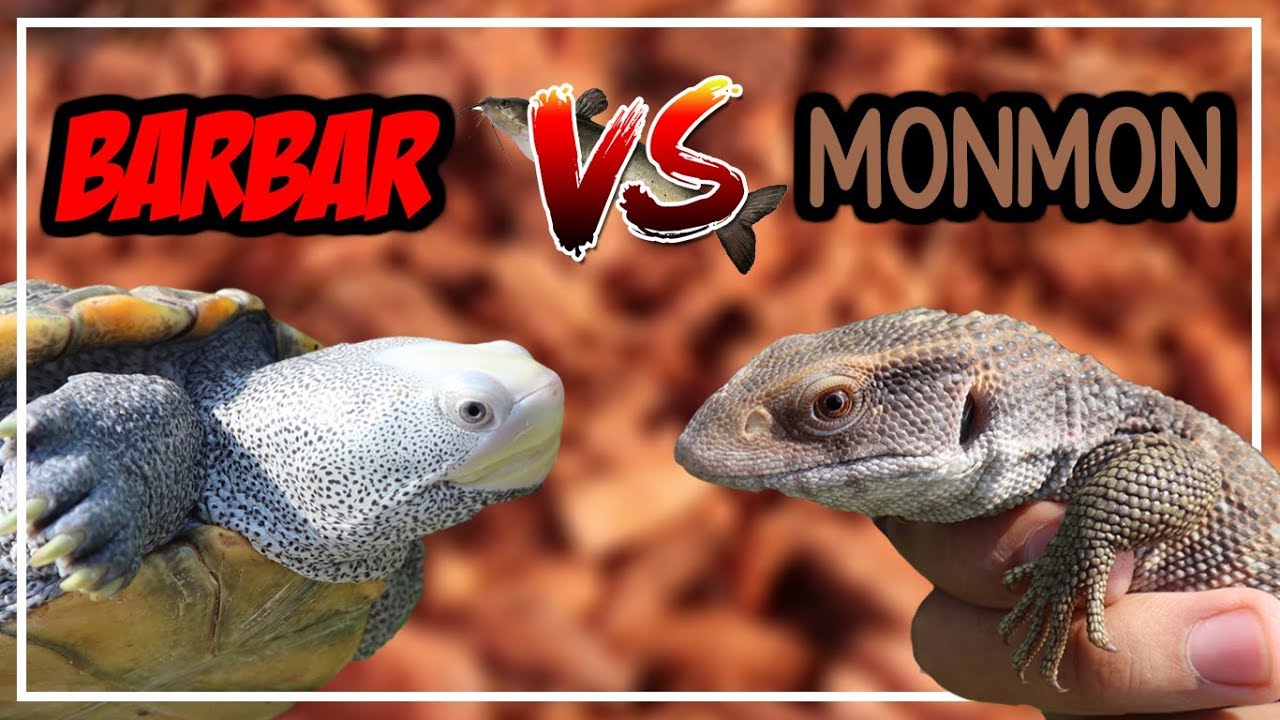 NGURAS KOLAM NEMU MAKHLUK ANEH!!! KASIH KE BARBAR SAMA MONMON!! DIAMONDBACK VS SAVANNAH MONITOR