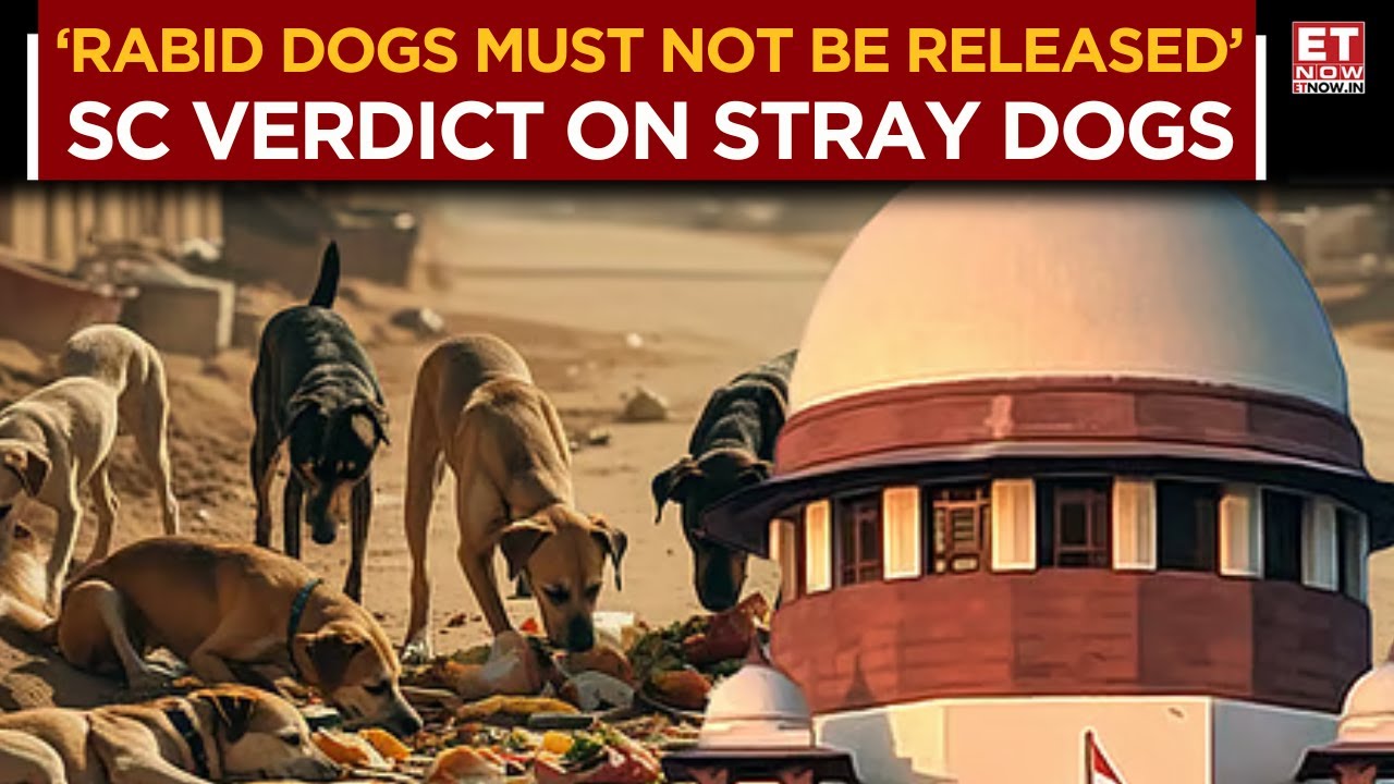 Supreme Court Modifies Stray Dogs Verdict: 'Picked Up Dogs Be Vaccinated, Sterilised' | Top News