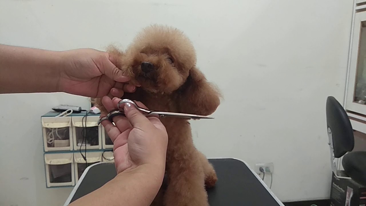 我在寵物店的日子_寵物美容教室_貴賓狗耳朵毛修剪-寵物美容DIY