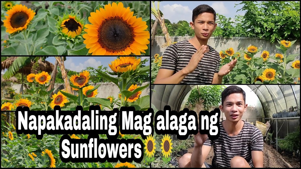 Paano magtanim ng mga Sunflowers? 🌻