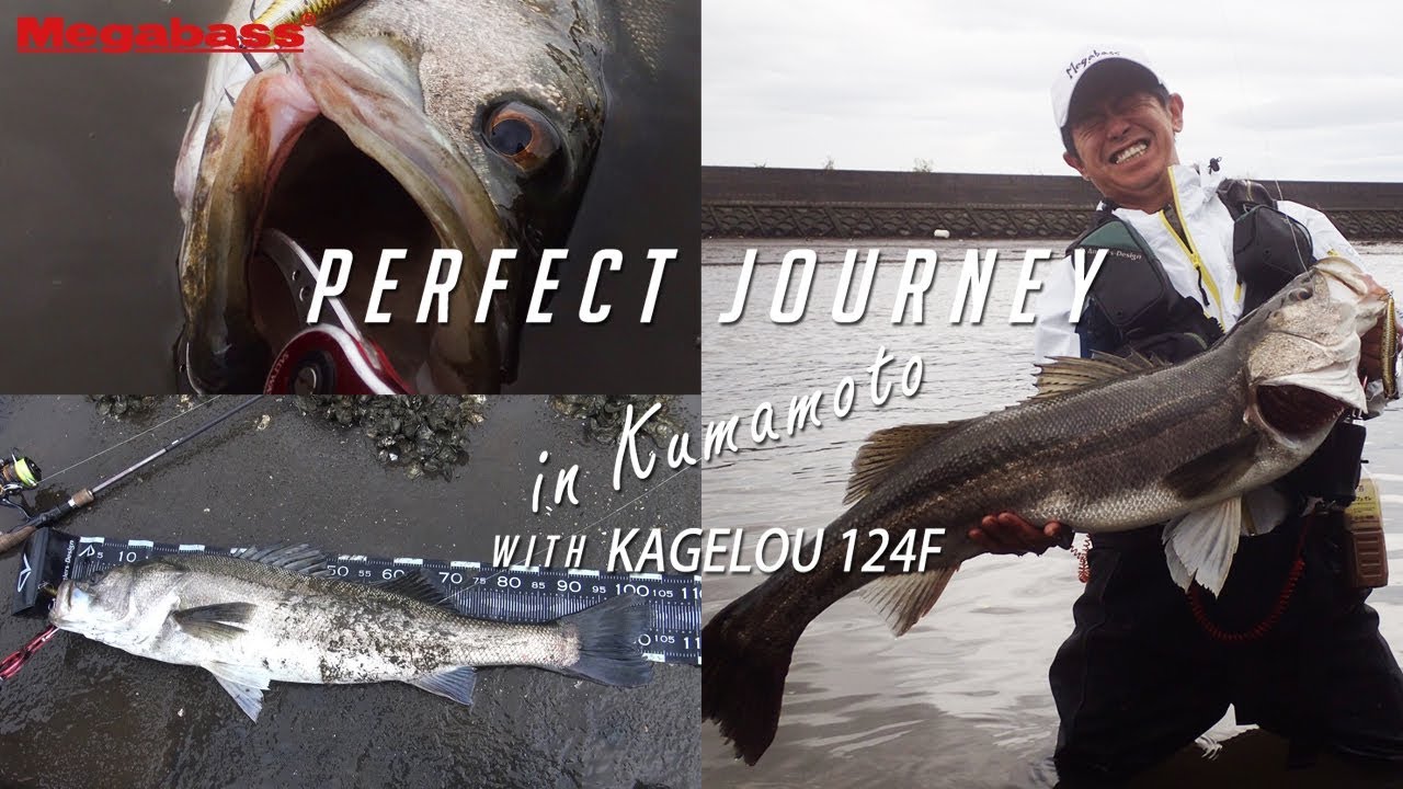 熊本の小河川に現れたメーター越えシーバス【PERFECT JOURNEY】VOL.2