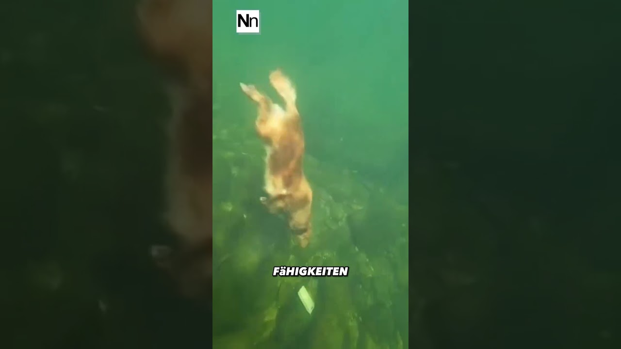 Der beeindruckende Taucheinsatz eines Golden Retrievers!
