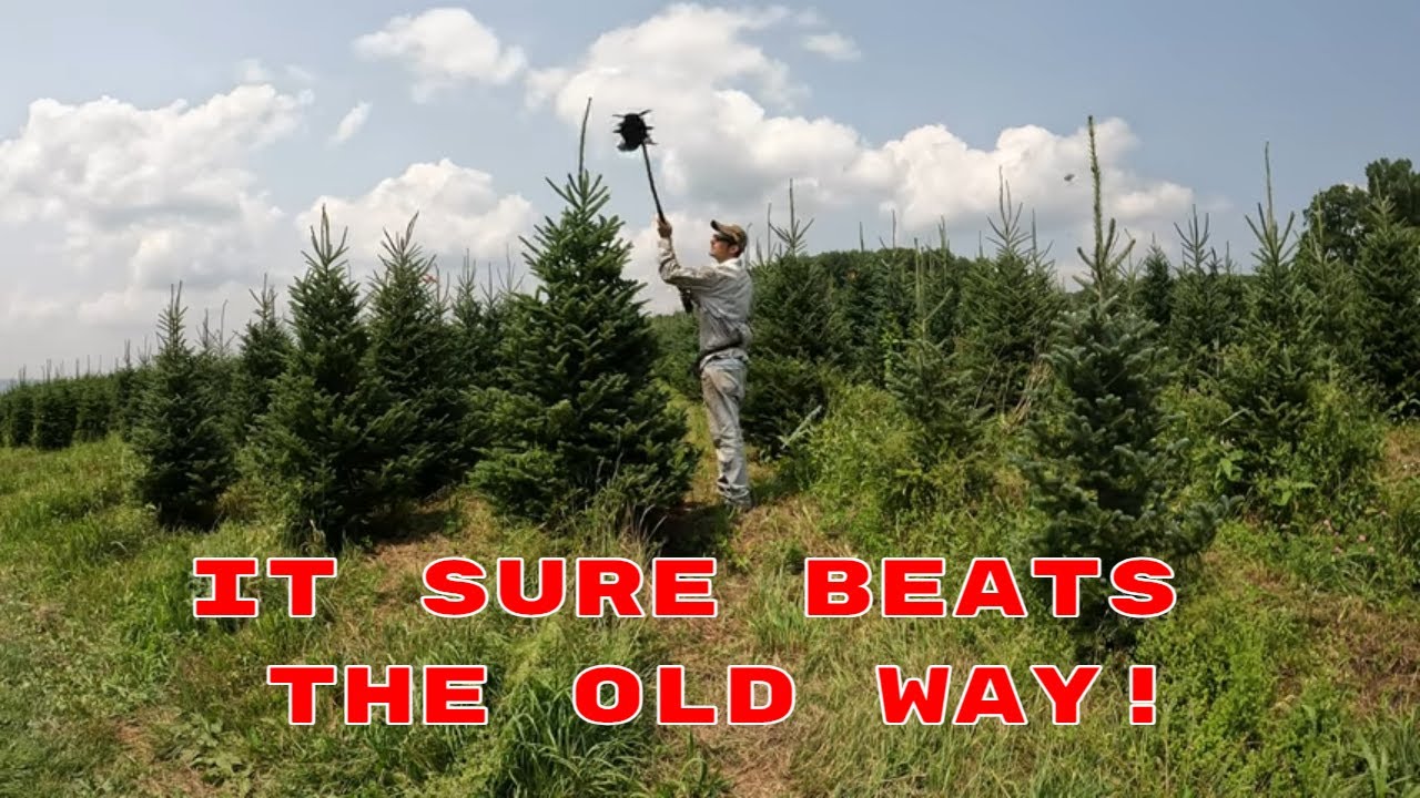How To Shear Christmas Trees Like A Pro!