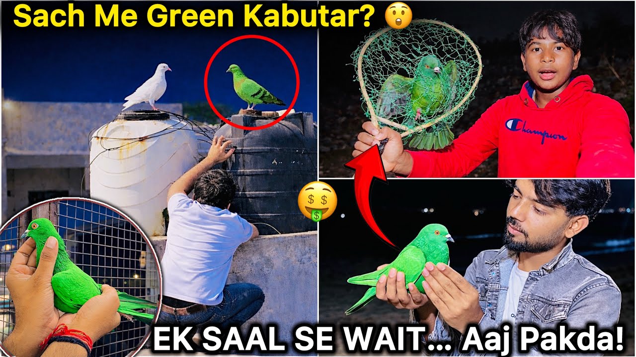 Wow 🤩 Green Pigeon Pakad Liya 🤑|| Finally! 1 Saal Baad Success 🕊️