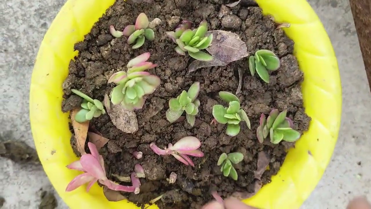 Paudhe ki cutting lagane ka tarika#cutting ✂️#gardening#gardening tips#love gardening #flowers  