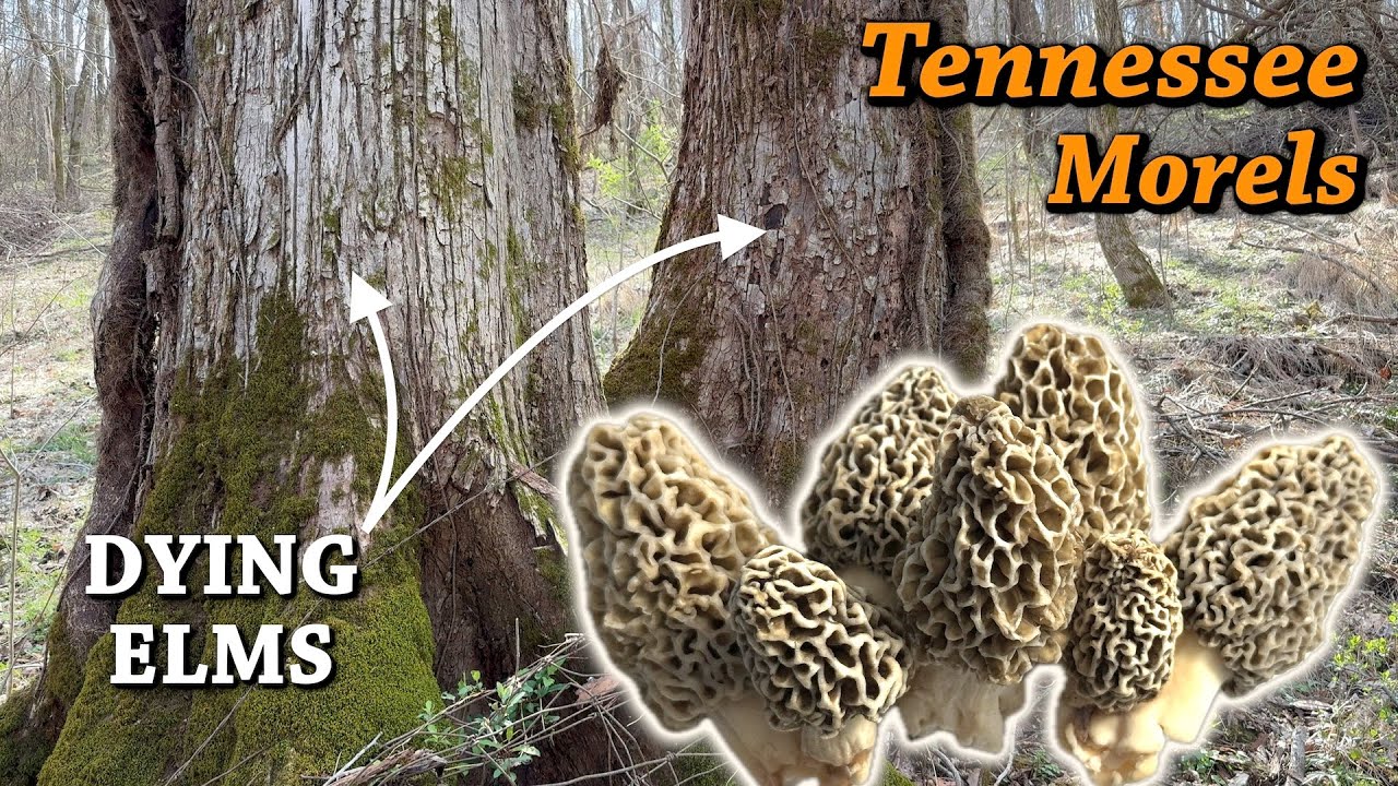 MOREL HUNTING IN TENNESSEE, MARCH 2024 - Yellows & Elm Trees!