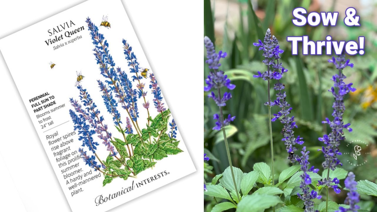 Everyones Guide to Sowing Salvia Seeds: Tips and Tricks for Success!