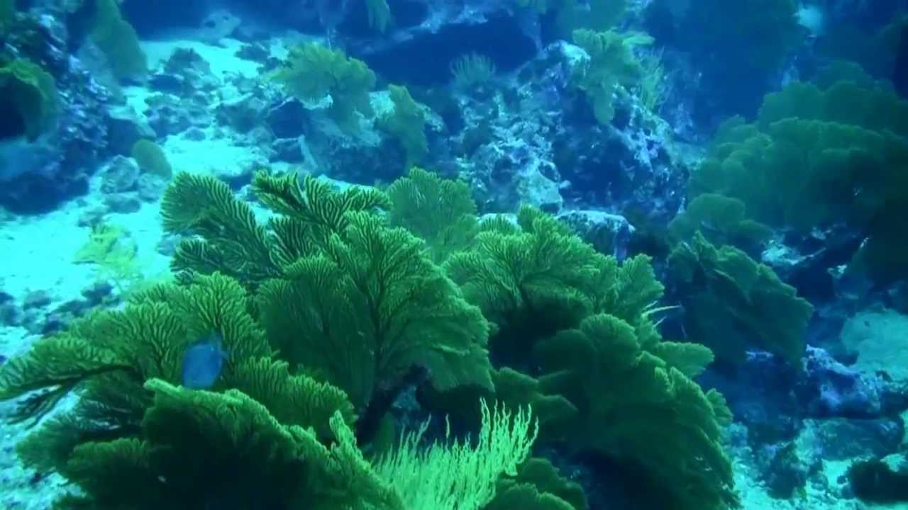 Buceo en Galapagos-Islas de Darwin y Wolf  por Angel S.S.