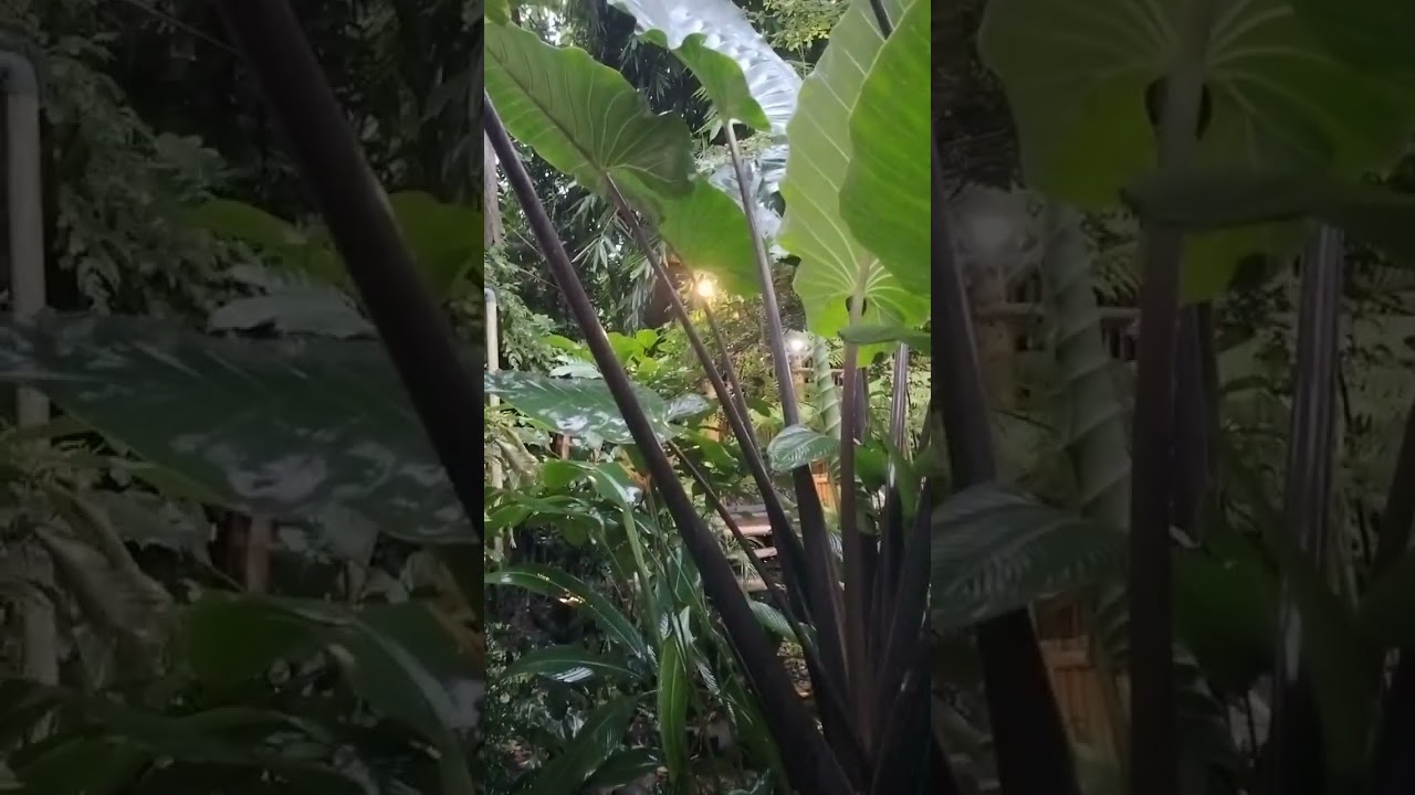 ⏳ “Tiga tahun bukan waktu yang singka, Dari bibit harapan, kini menjadi hutan kecil yang menenangkan