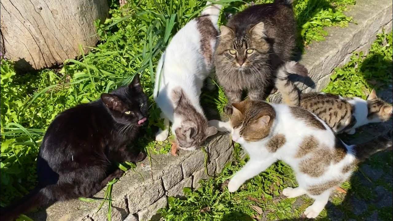 Hundreds of cats live in this park in Istanbul.