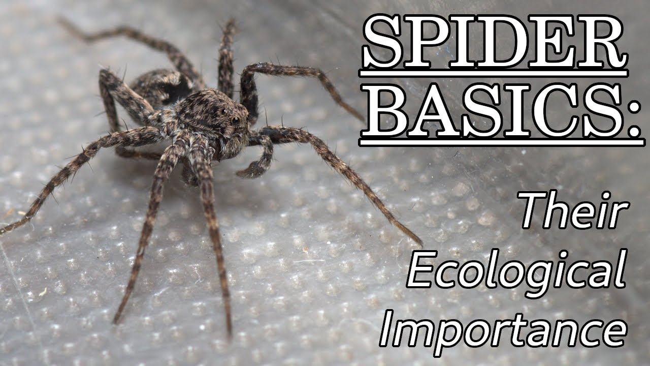 The Ecological Importance of Spiders &ndash; Spider Basics: Beyond the Eight Legs, Episode 2