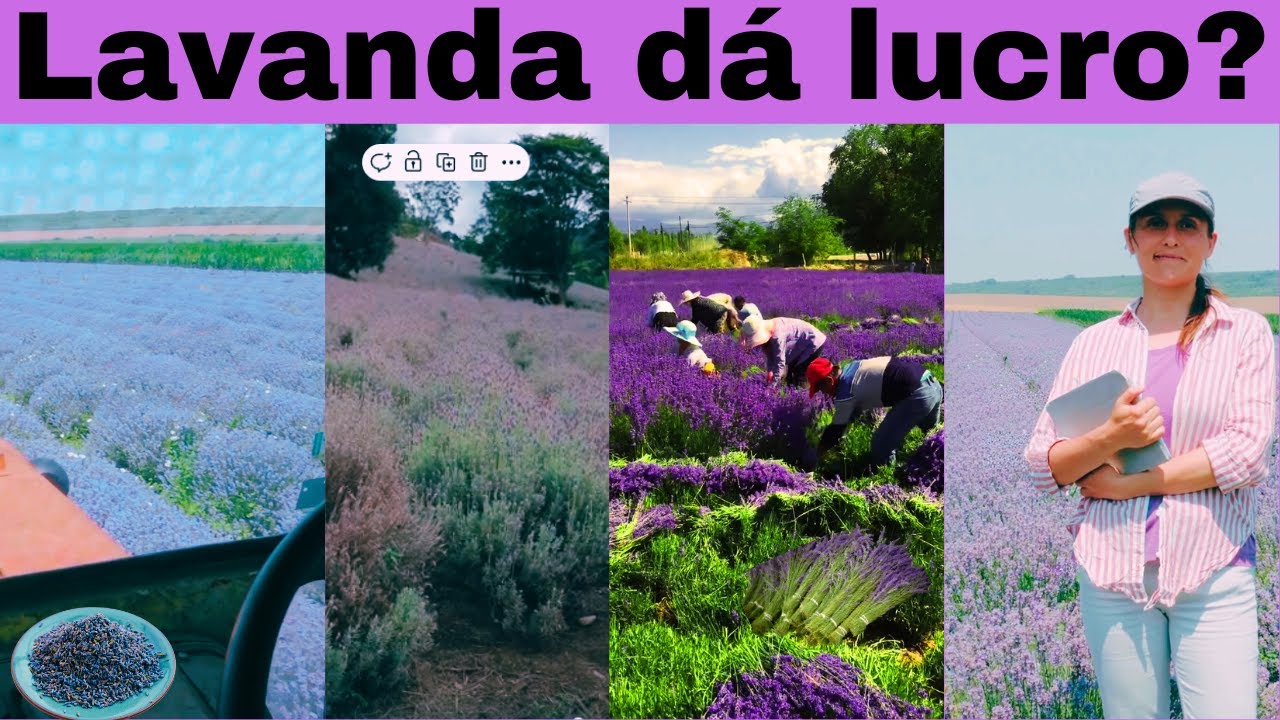 PLANTIO de LAVANDA dá DINHEIRO? Veja os custos e o lucro!