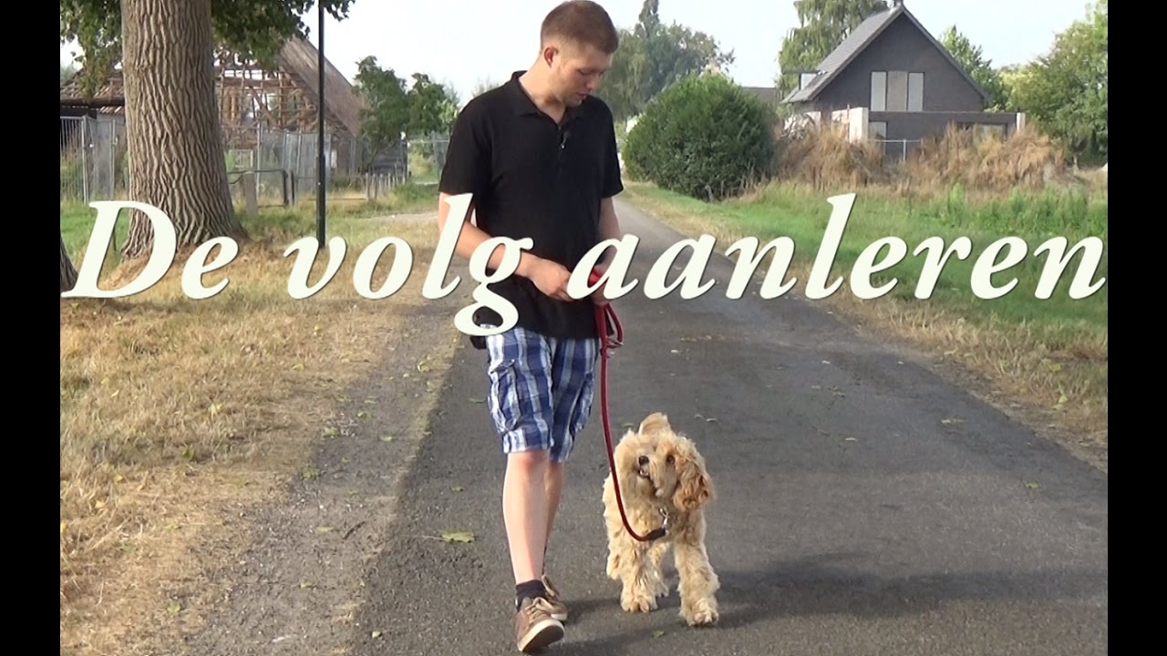 Dog School: Commando Volg aanleren