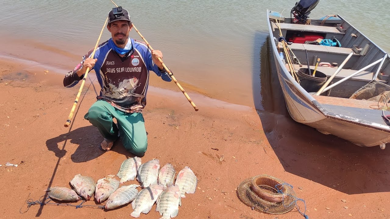 Pescaria de tilápias selvagens gigantes usando camarão na ilha das tilápias Rio marinheiro 