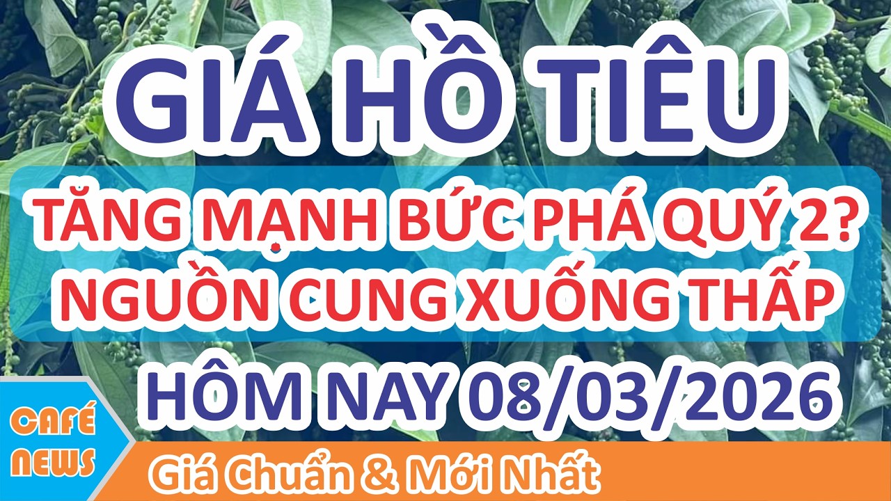 Gi&aacute; hồ ti&ecirc;u h&ocirc;m nay ng&agrave;y 08/03/2026 | Gi&aacute; Ti&ecirc;u Tăng Mạnh Qu&yacute; 2 Do Dự B&aacute;o Cung Sụt Mạnh?
