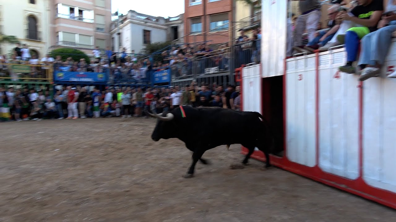 Suelta de 6 Toros de Cebada Gago - Fira de Onda - 23-10-25