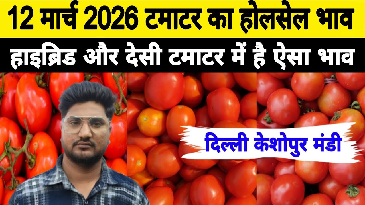 12 March 2026 Delhi 🍅 टमाटर होलसेल भाव | Keshopur Mandi | Today Tomato Rate #tamatar #tamatarmandi