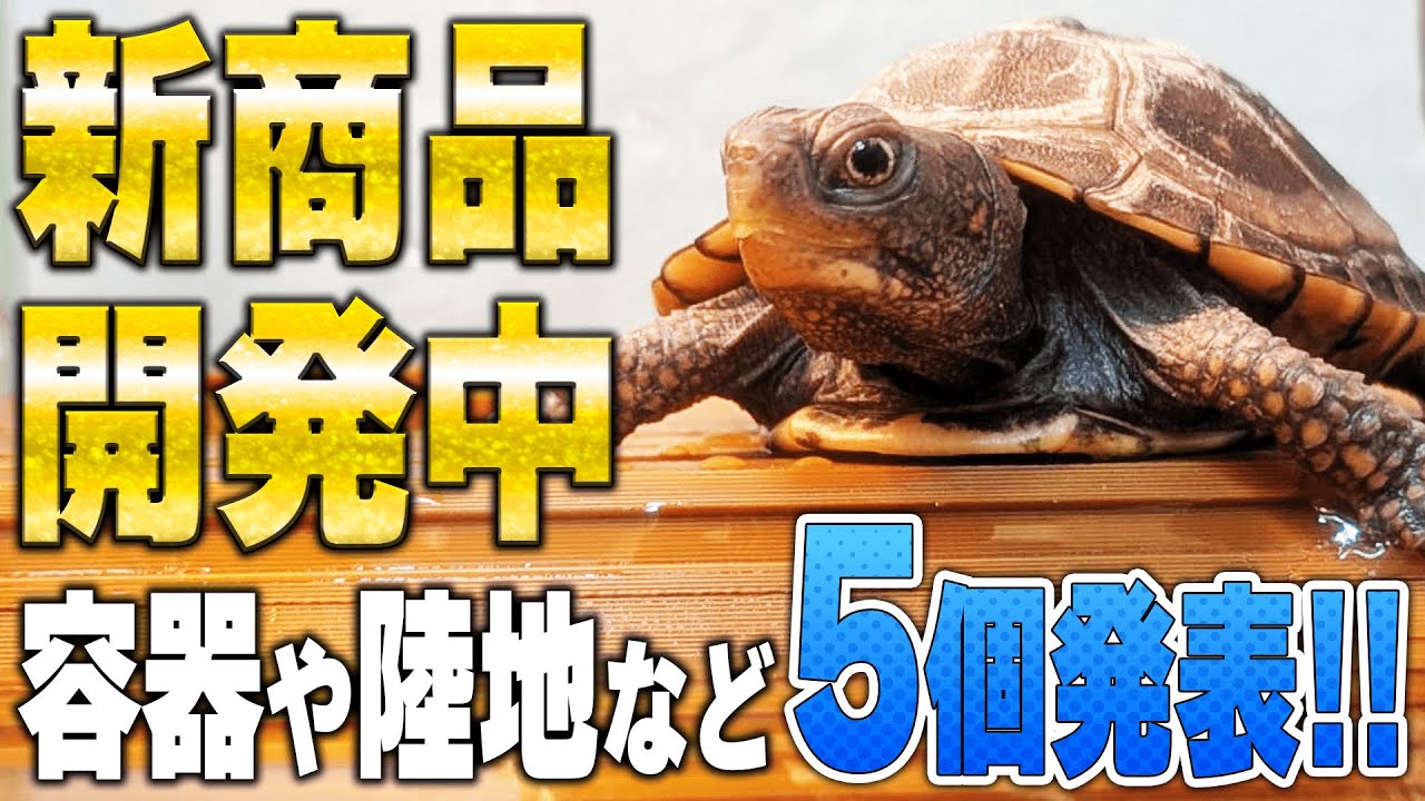 【新型陸地・フィルター】2026年に本気で作る亀飼育グッズ構想を全部話します！【カメ用品】