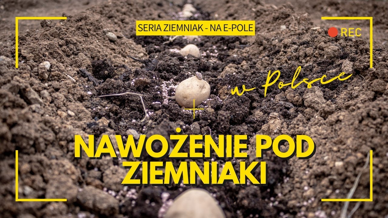 🥔Nawożenie pod ziemniaki. Ile azotu ziemniakach w jadalnych, na frytki i na chipsy? e-pole
