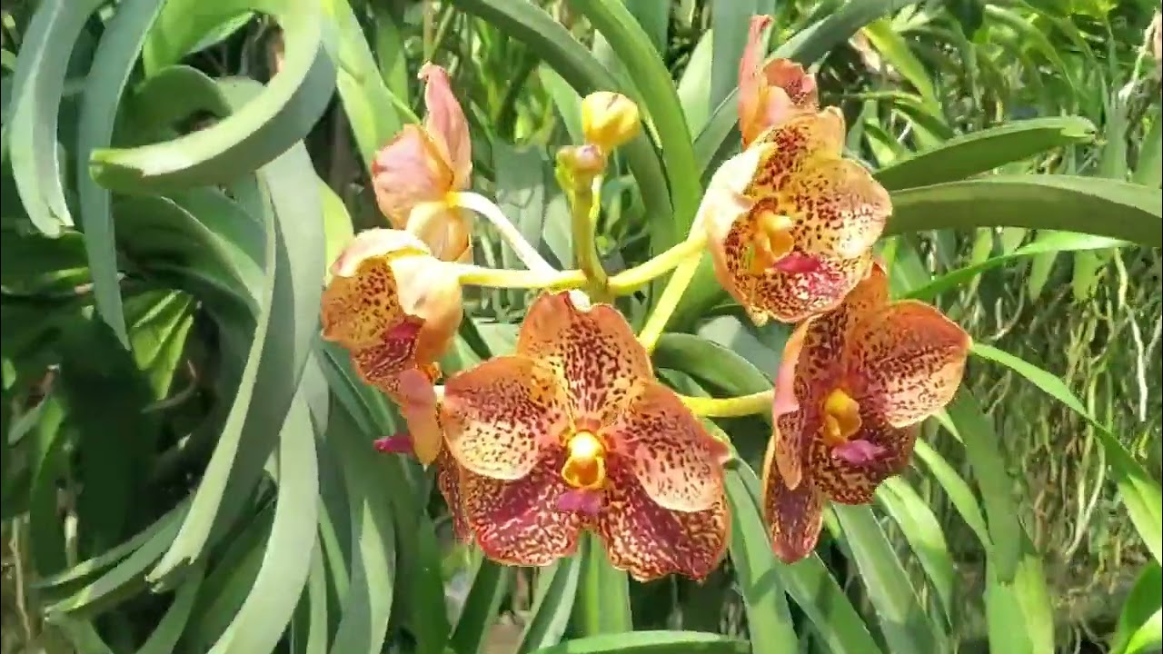 Here's how Kultana in Thailand grows Vanda orchids :RELOAD
