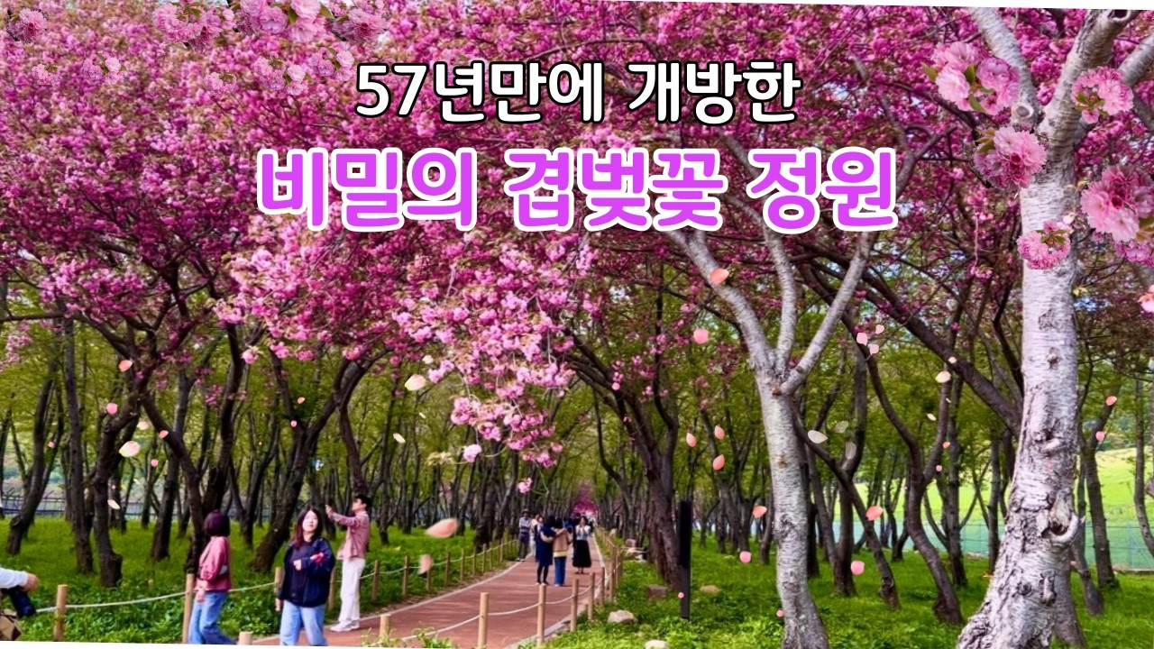 부산근교의 겹벚꽃 명소 진해 웅동수원지/26년4월15일 실시간