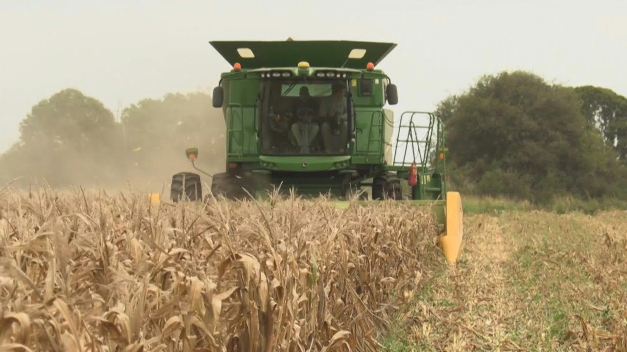 Argentina enfrenta pérdidas millonarias en el campo por su peor sequía | AFP