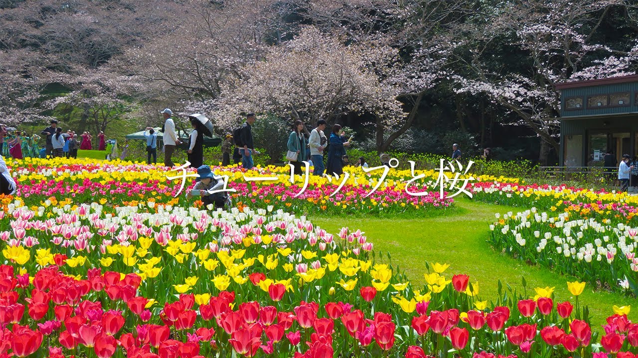 【チューリップと桜】 はままつフラワーパークに春が到来 2024