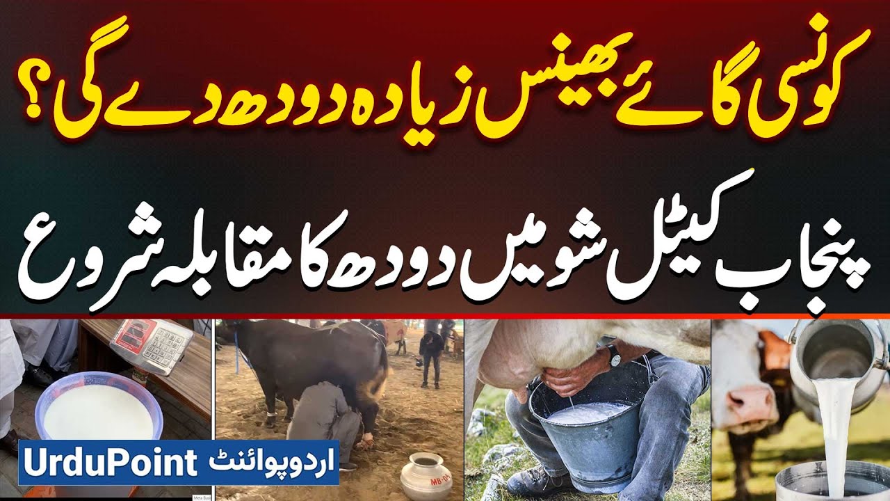 Milk Competition Started In Punjab Cattle Show 2025 - Which Cow & Buffalo Will Give More Milk?