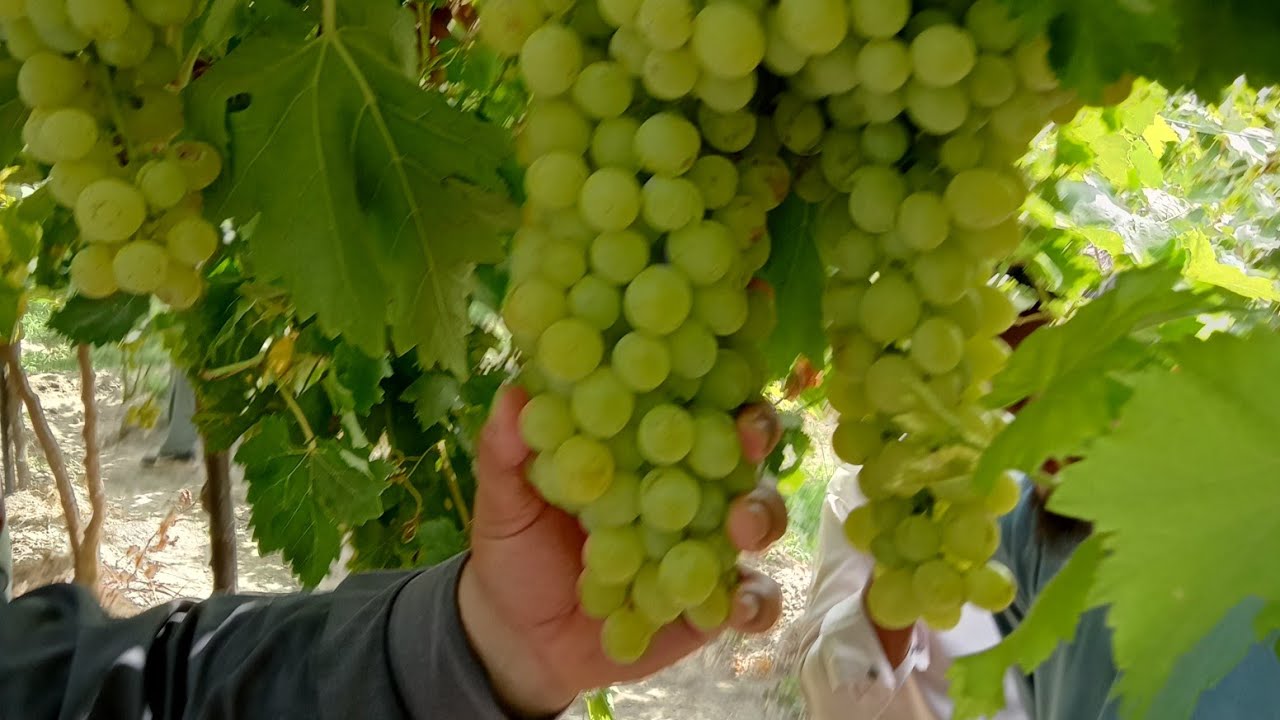 Gul Grapes Farm Daman Hazro Attock😱🍇| Prime Global Live On