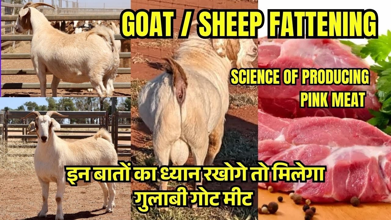 Goat & Sheep Fattening Nutrition for Pink Meat मीट के लिए बकरों और भेड़ का पोषण Ali Veterinary Wisdom