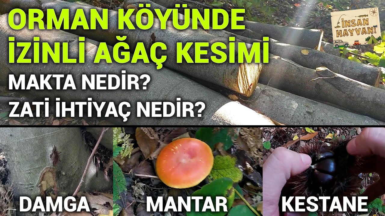 Orman Köyünde İzinli Ağaç Kesimi | Makta Nedir | Zati İhtiyaç Nedir | Kestane Toplama | Mantar | #9