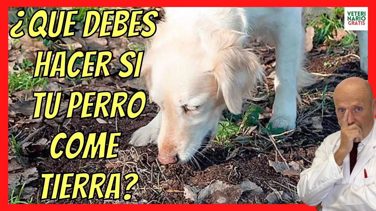 ¿CÓMO HACER PARA QUE MI PERRO DEJE DE COMER TIERRA? 🤢¿QUÉ PUEDE PASAR? 🤢 ¿PORQUÉ LO HACE?