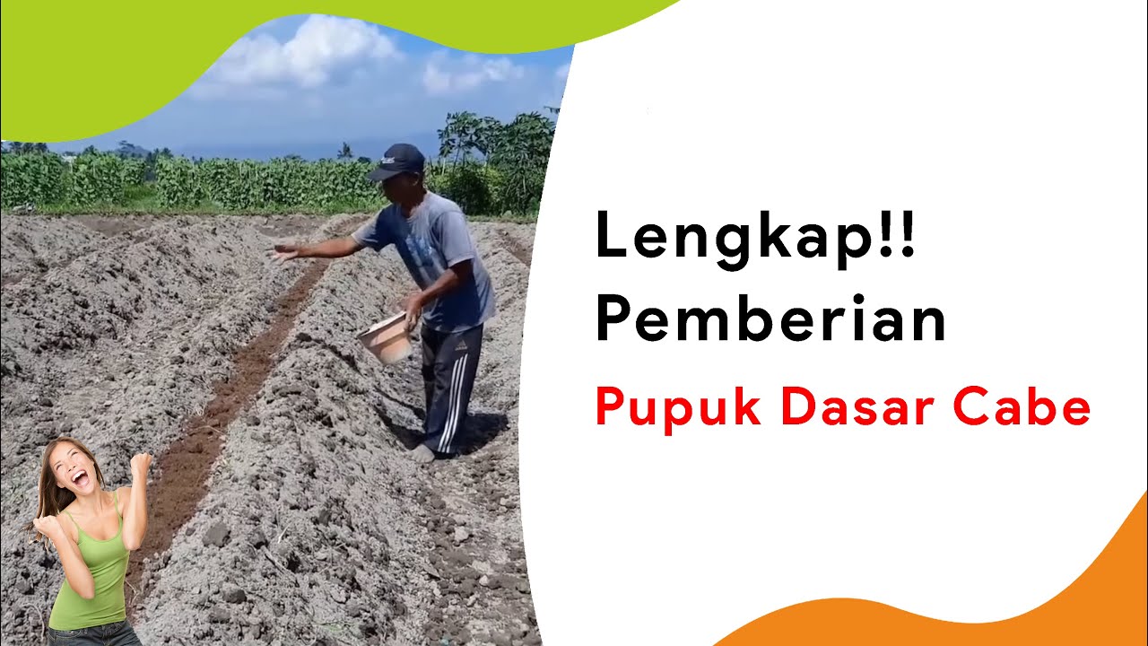 6 Pemberian Pupuk Dasar Cabe Lengkap, Musim Kemarau