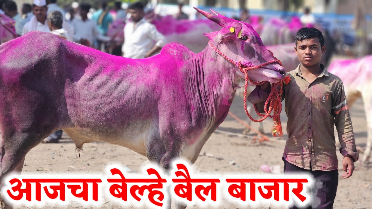 आजचा बेल्हे बैल बाजार ,,दि-‌17/03/2025…Belhe Bail Bajar..Bail Bazar Belhe...#Belhe