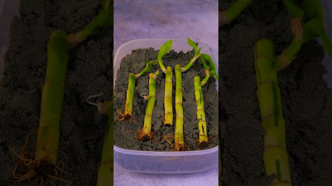 Unlock the Secrets of Plant Magic! 🌱✨