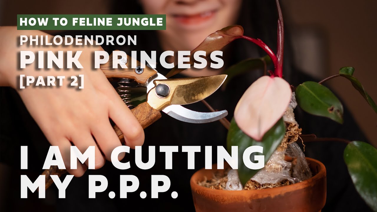 I Cut My Pink Princess Philodendron! [Part 2] | Propagation l Plant Care Tips 2020
