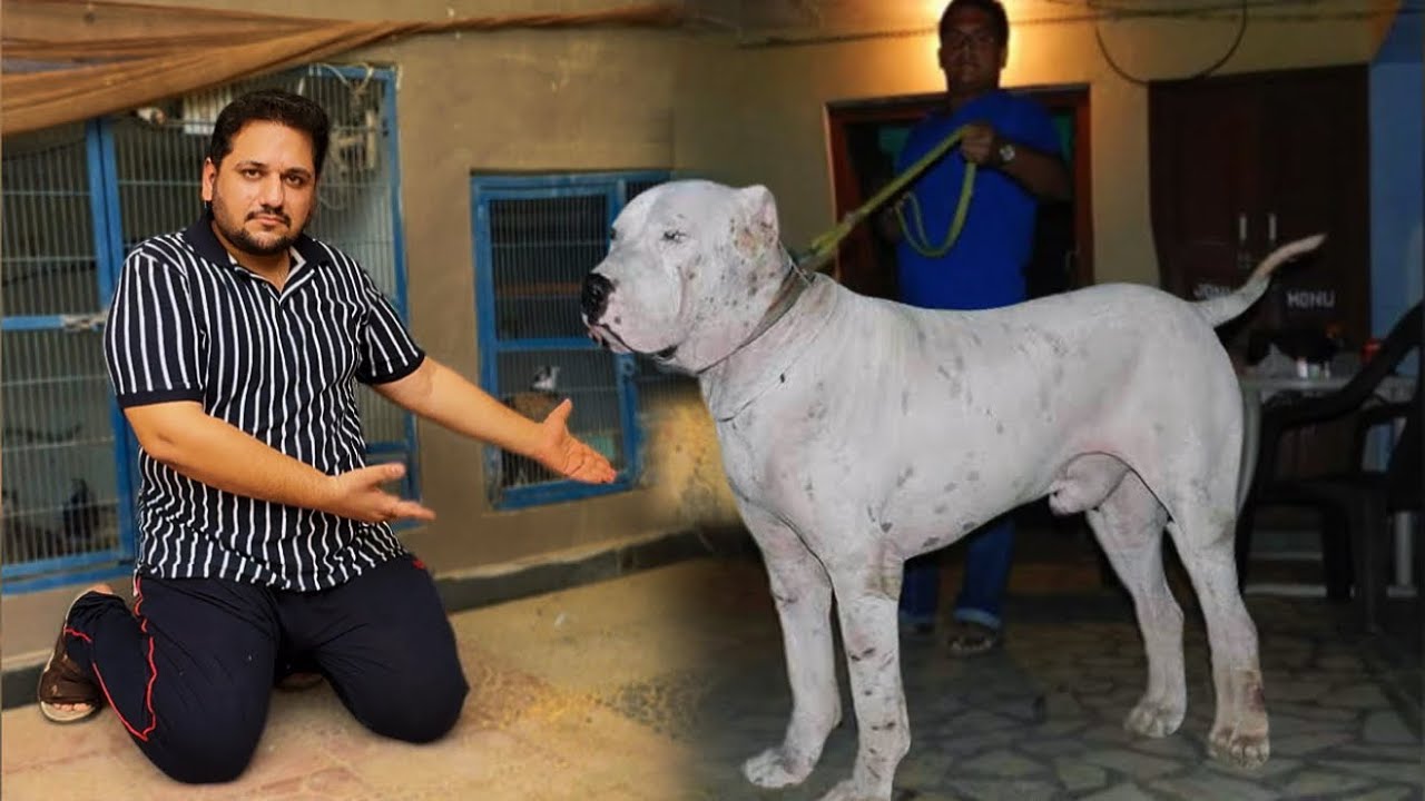 The World Biggest Pure Bully kutta Mandi Pakistan, Kohati Gultair Dog, German Shepherd Puppy, Vlog