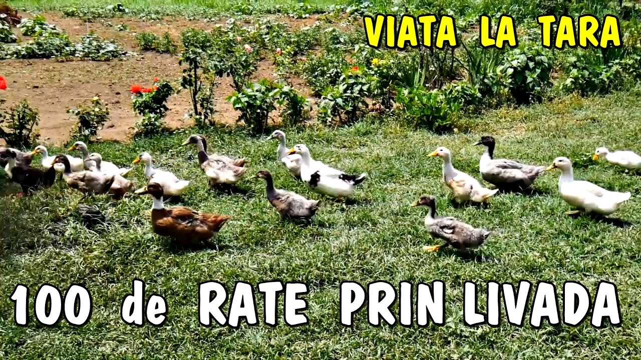 Viața la țară - 100 de RAȚE colorate +păsări  libere prin livadă acasă la Laurențiu Ignea din Timiș