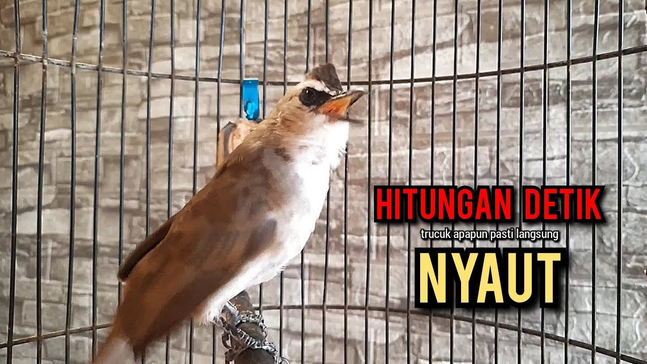 trucukan gacor TARUNG ROPEL PANJANG pancingan trucukan agar bunyi jadikan burung trucuk gacor EMOSI