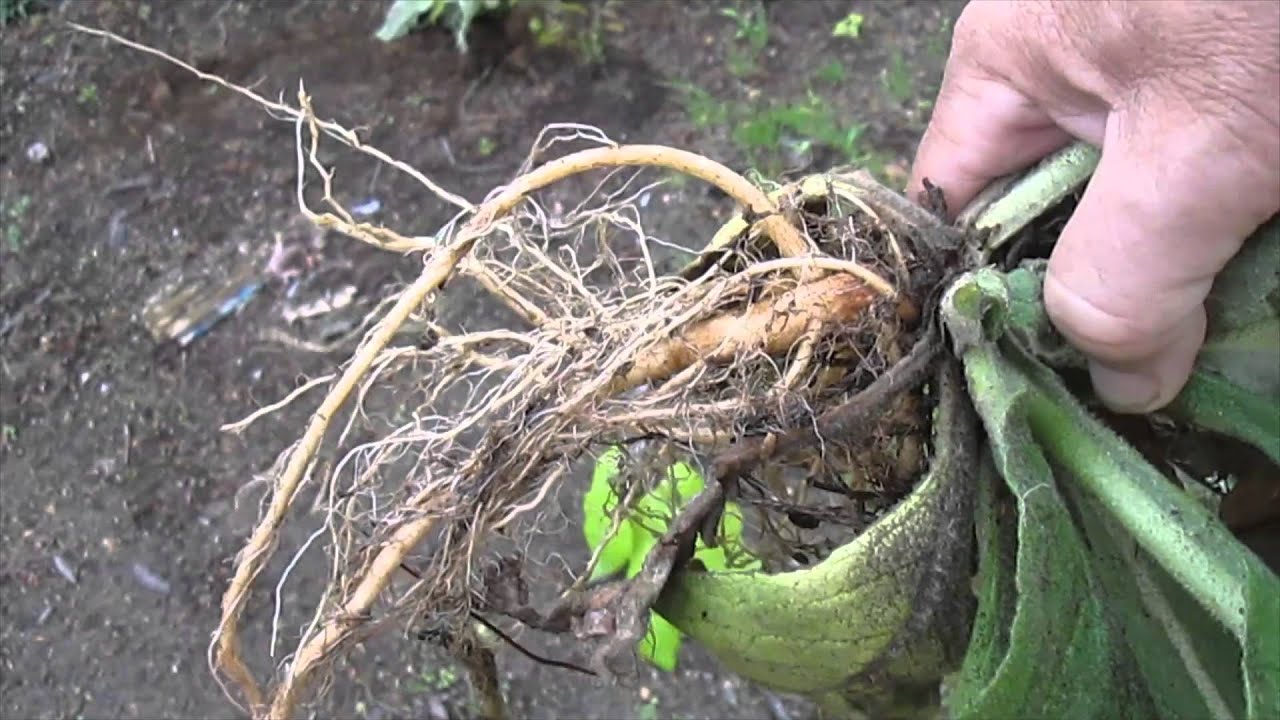 Transplanting Mullein