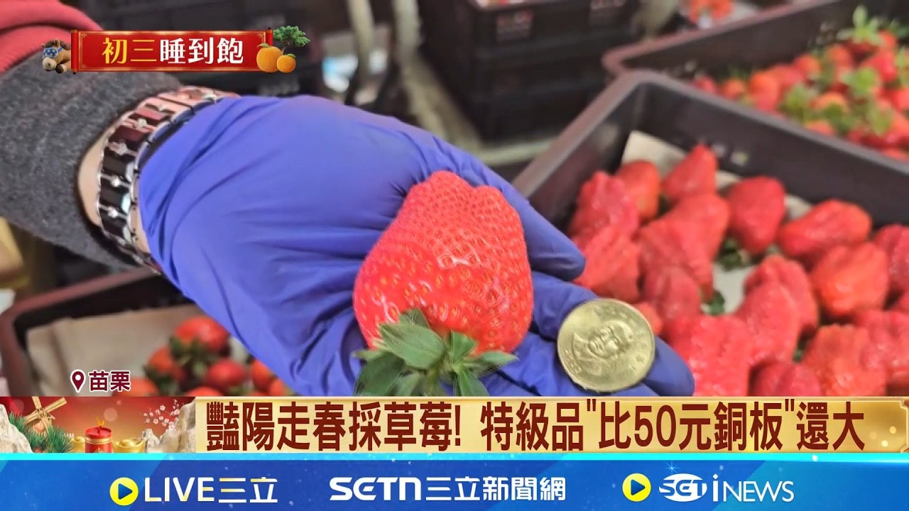 豔陽走春採草莓! 特級品