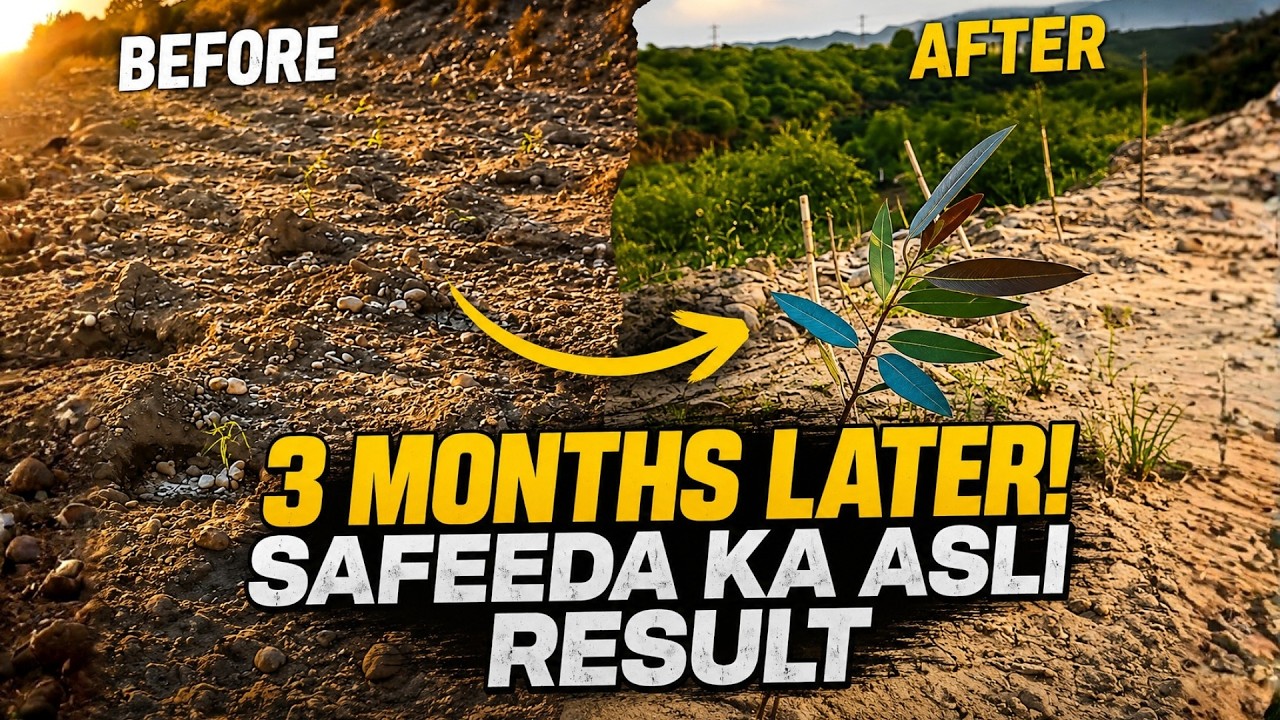 3 Month Growth Update🌱Safeeda Farming in Pakistan | Village Farming Vlog