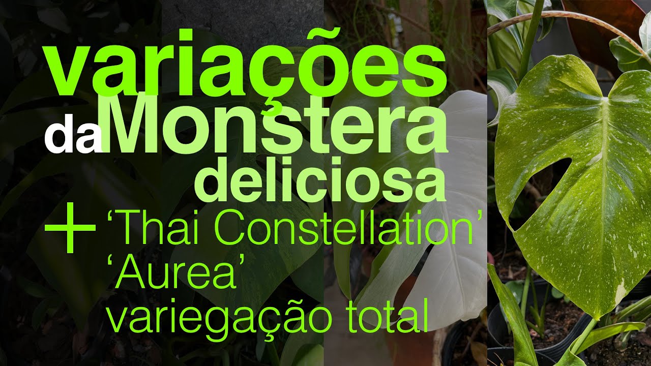 Variações da Monstera deliciosa mais conhecidas -  Urban Jungle | Jardineiros Urbanos por Flay