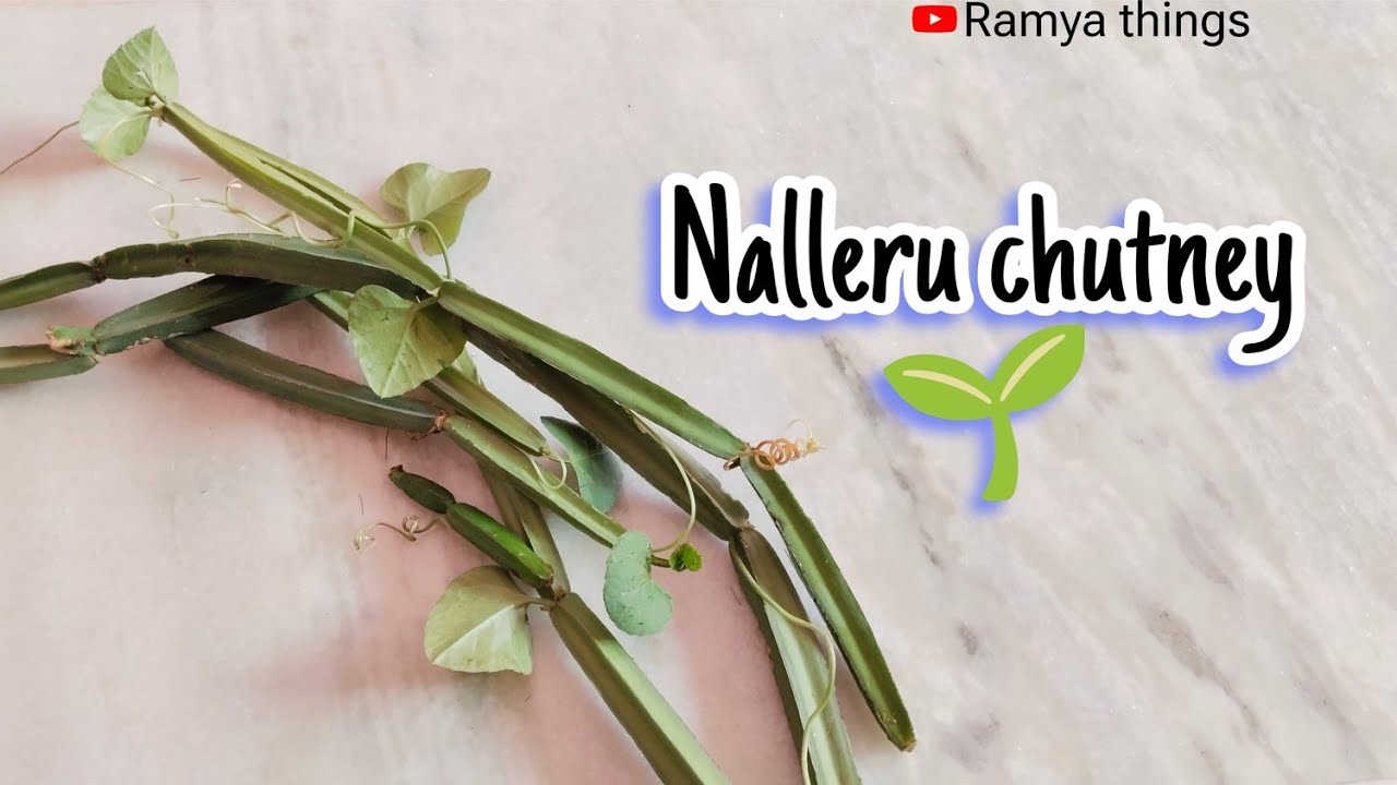 నల్లేరు చట్నీ | Nalleru chutney 🌱@RamyaThings 